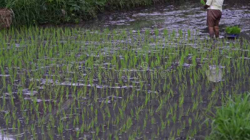 Les entreprises familiales cultivent du riz couple femme et homme heureux vue d' ensemble travailleur agricole américain clips vidéos