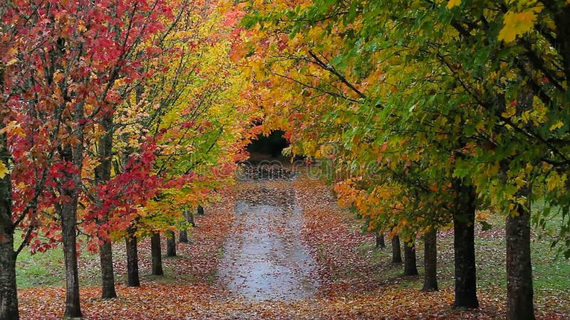 Les feuilles colorées de chute d'automne des arbres d'érable grands rayés le long de la rue en parc bourdonnent 1080p
