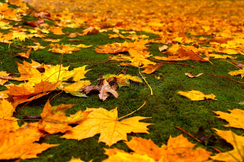 Les feuilles d'automne jaunes couvrent la moisissure verte image libre de droits Les feuilles d'automne jaunes couvrent la moisissure verte image libre de droits