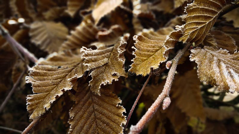 Les feuilles d'or ont couvert de Frost le jour froid d'hiver Macro dramatique de branche gelée avec des feuilles dans l'ombre image libre de droits Les feuilles d'or ont couvert de Frost le jour froid d'hiver Macro dramatique de branche gelée avec des feuilles dans l'ombre image libre de droits