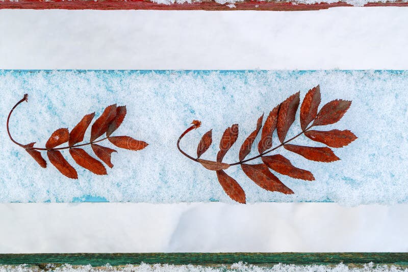 Les feuilles de la cendre de montagne sur des panneaux de neige que la vue de l'hiver ci-dessus est les feuilles froides et tombé image libre de droits Les feuilles de la cendre de montagne sur des panneaux de neige que la vue de l'hiver ci-dessus est les feuilles froides et tombé image libre de droits