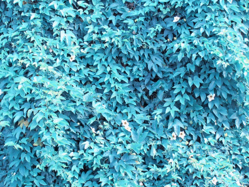 Les feuilles de lierre couvrent les arbres, de nuances plus foncées de couleurs variables photo libre de droits Les feuilles de lierre couvrent les arbres, de nuances plus foncées de couleurs variables photo libre de droits