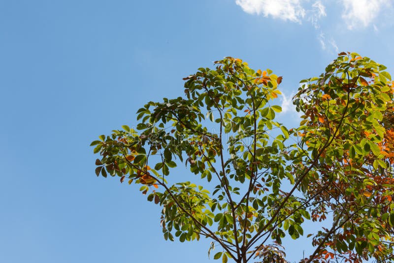 Les feuilles des arbres en caoutchouc changent la couleur photographie stock Les feuilles des arbres en caoutchouc changent la couleur photographie stock