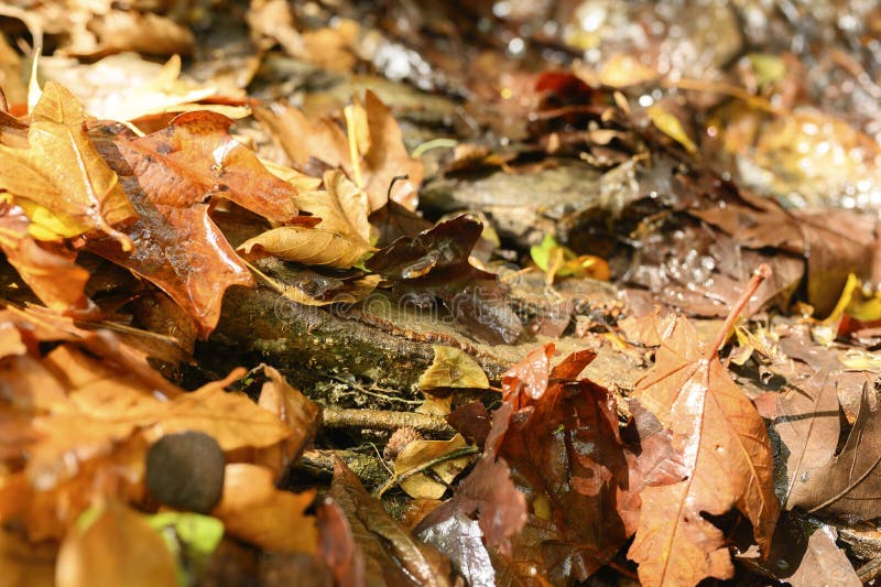 Les feuilles mortes d'érable d'automne sont rouges et humides. photos stock