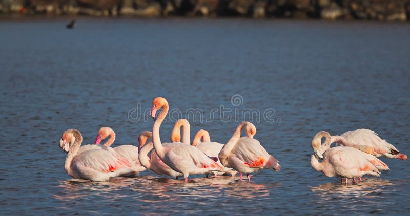 Les flamants roses nourrissent la nourriture dans l'eau de mer. flamant rose dans le lac clips vidéos