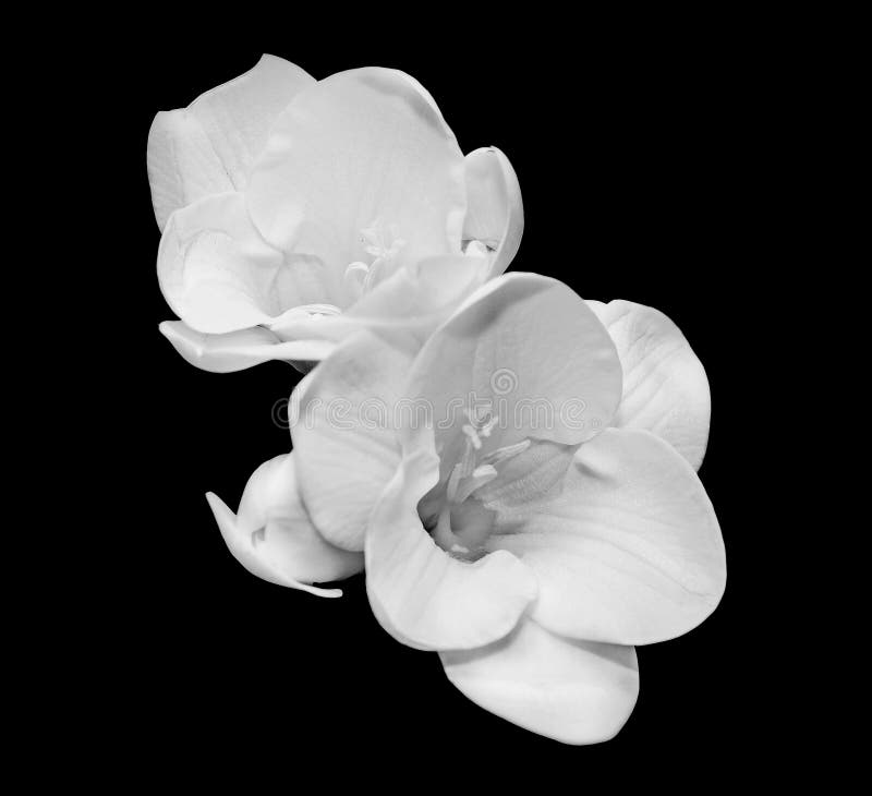 Les Fleurs Blanches De Freesia, Se Ferment, Fond Noir Image stock - Image  du fleurs, branchement: 51667563