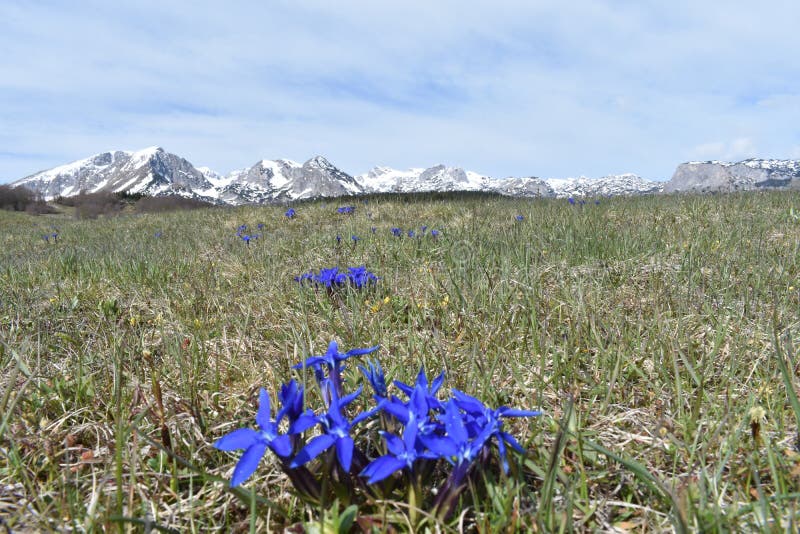 Les fleurs bleues de ressort et la montagne de Durmitor à l'arrière-plan photos stock Les fleurs bleues de ressort et la montagne de Durmitor à l'arrière-plan photos stock