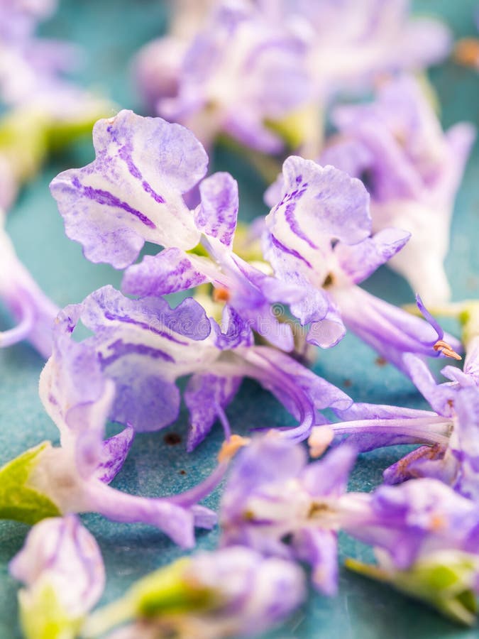 Les fleurs comestibles de romarin, se ferment image stock Les fleurs comestibles de romarin, se ferment image stock