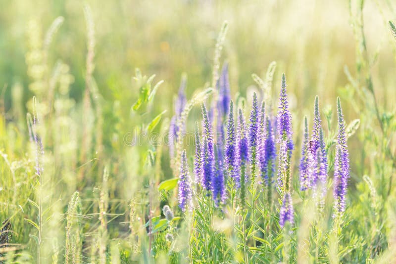 Les fleurs d'herbe d'été se ferment dans le domaine Contre-jour de coucher du soleil, image stock Les fleurs d'herbe d'été se ferment dans le domaine Contre-jour de coucher du soleil, image stock