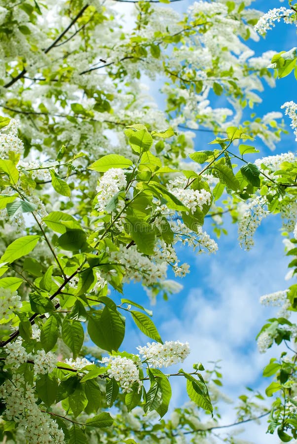 Les fleurs de cerisier d'oiseau de branches photo stock Les fleurs de cerisier d'oiseau de branches photo stock