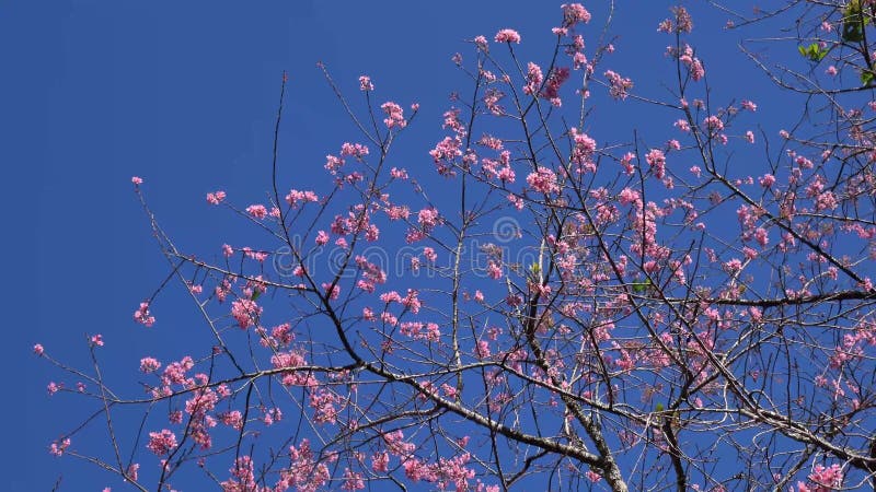 Les fleurs de cerisier, Sakura fleurissent, ville de Lat du DA, province de Lam Dong, Vietnam