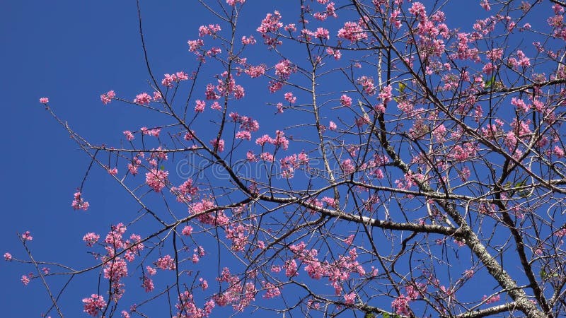 Les fleurs de cerisier, Sakura fleurissent, ville de Lat du DA, province de Lam Dong, Vietnam