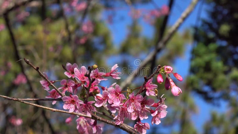 Les fleurs de cerisier, Sakura fleurissent, ville de Lat du DA, province de Lam Dong, Vietnam