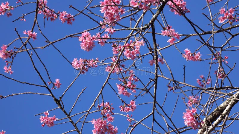 Les fleurs de cerisier, Sakura fleurissent, ville de Lat du DA, province de Lam Dong, Vietnam