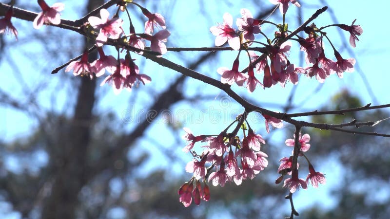 Les fleurs de cerisier, Sakura fleurissent, ville de Lat du DA, province de Lam Dong, Vietnam