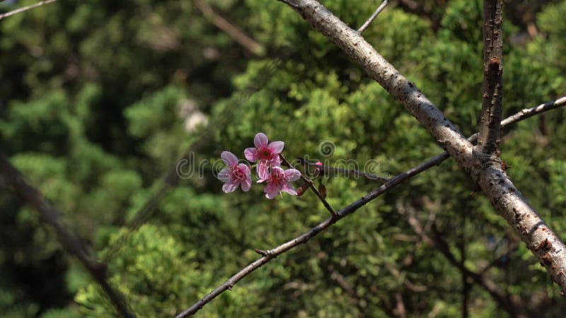 Les fleurs de cerisier, Sakura fleurissent, ville de Lat du DA, province de Lam Dong, Vietnam