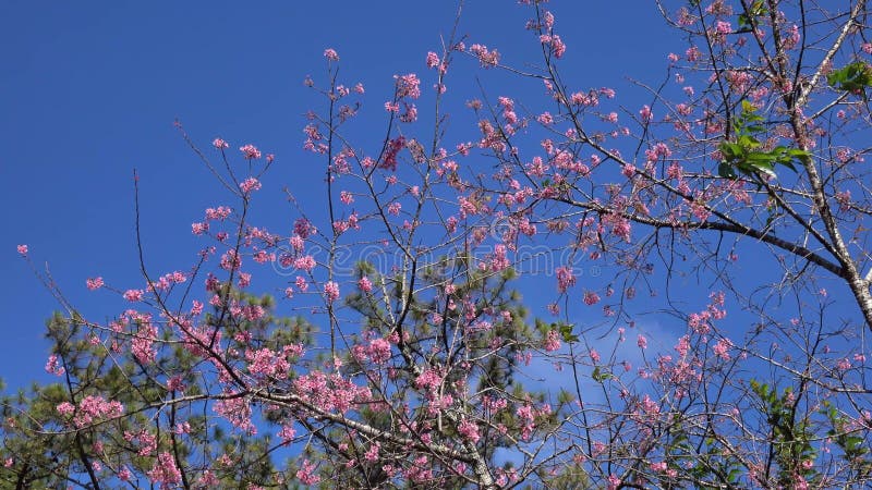 Les fleurs de cerisier, Sakura fleurissent, ville de Lat du DA, province de Lam Dong, Vietnam