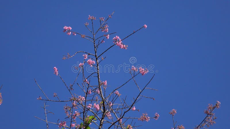 Les fleurs de cerisier, Sakura fleurissent, ville de Lat du DA, province de Lam Dong, Vietnam