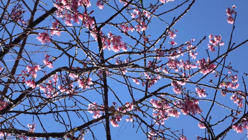 Les fleurs de cerisier, Sakura fleurissent, ville de Lat du DA, province de Lam Dong, Vietnam