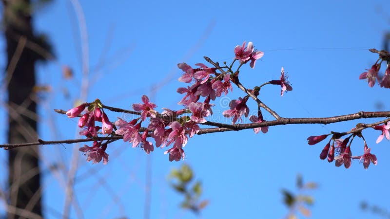 Les fleurs de cerisier, Sakura fleurissent, ville de Lat du DA, province de Lam Dong, Vietnam