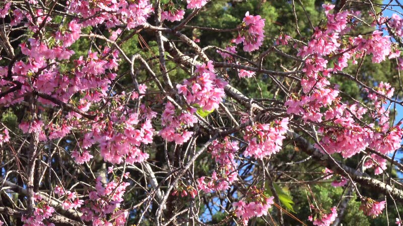 Les fleurs de cerisier, Sakura fleurissent, ville de Lat du DA, province de Lam Dong, Vietnam