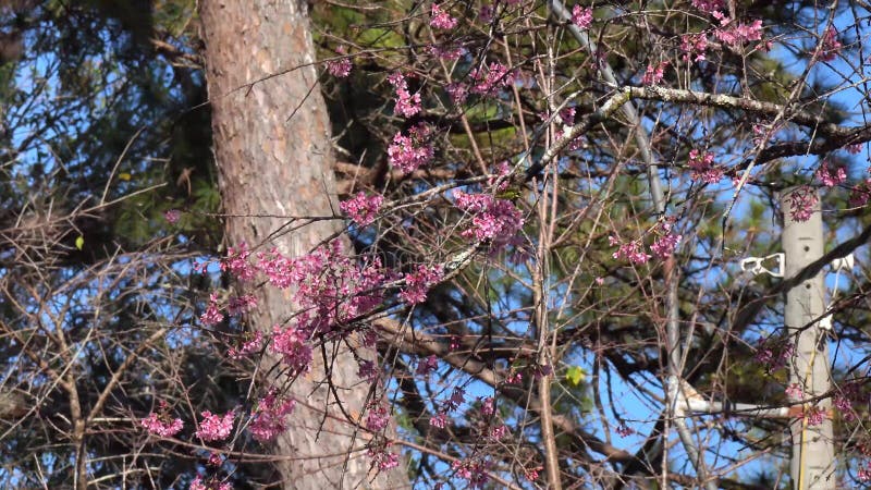 Les fleurs de cerisier, Sakura fleurissent, ville de Lat du DA, province de Lam Dong, Vietnam