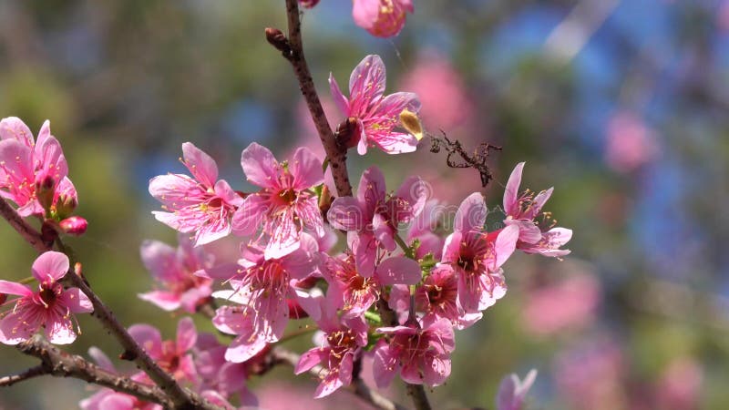 Les fleurs de cerisier, Sakura fleurissent, ville de Lat du DA, province de Lam Dong, Vietnam