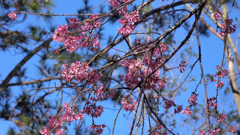 Les fleurs de cerisier, Sakura fleurissent, ville de Lat du DA, province de Lam Dong, Vietnam