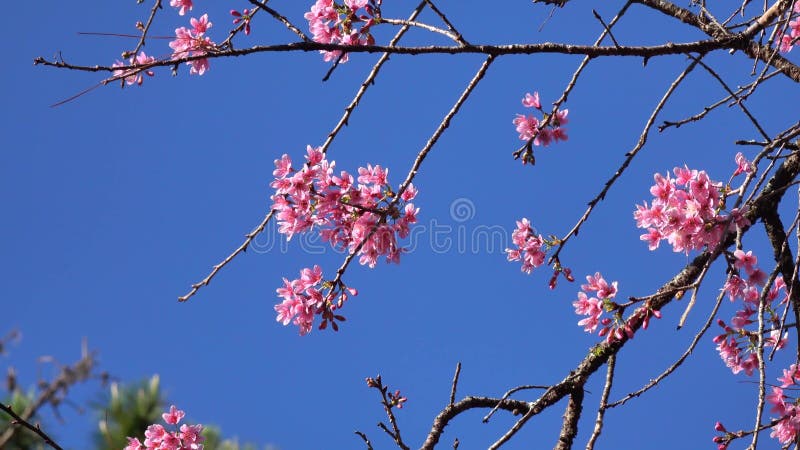 Les fleurs de cerisier, Sakura fleurissent, ville de Lat du DA, province de Lam Dong, Vietnam