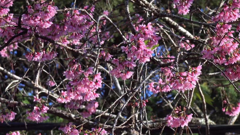 Les fleurs de cerisier, Sakura fleurissent, ville de Lat du DA, province de Lam Dong, Vietnam