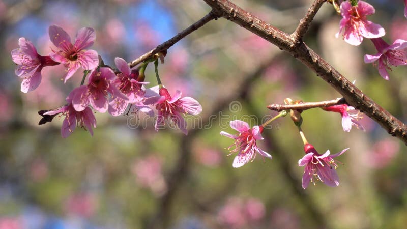 Les fleurs de cerisier, Sakura fleurissent, ville de Lat du DA, province de Lam Dong, Vietnam