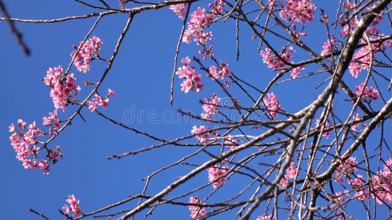 Les fleurs de cerisier, Sakura fleurissent, ville de Lat du DA, province de Lam Dong, Vietnam