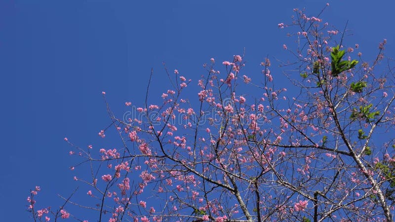 Les fleurs de cerisier, Sakura fleurissent, ville de Lat du DA, province de Lam Dong, Vietnam