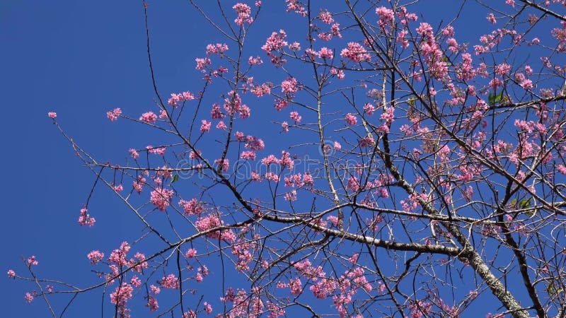 Les fleurs de cerisier, Sakura fleurissent, ville de Lat du DA, province de Lam Dong, Vietnam