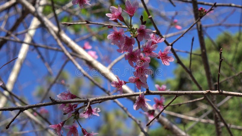 Les fleurs de cerisier, Sakura fleurissent, ville de Lat du DA, province de Lam Dong, Vietnam