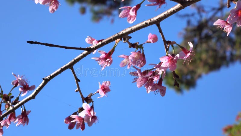 Les fleurs de cerisier, Sakura fleurissent, ville de Lat du DA, province de Lam Dong, Vietnam