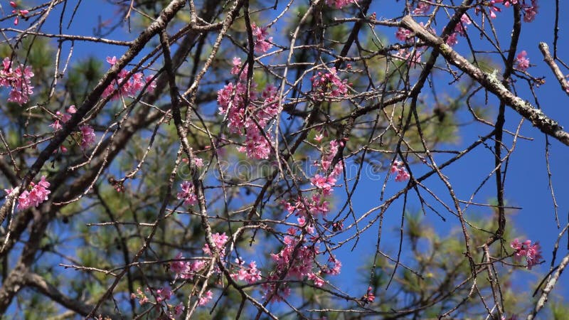 Les fleurs de cerisier, Sakura fleurissent, ville de Lat du DA, province de Lam Dong, Vietnam