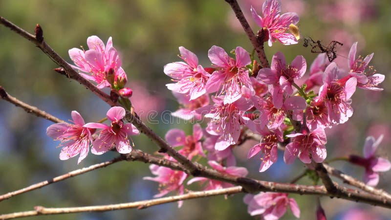 Les fleurs de cerisier, Sakura fleurissent, ville de Lat du DA, province de Lam Dong, Vietnam