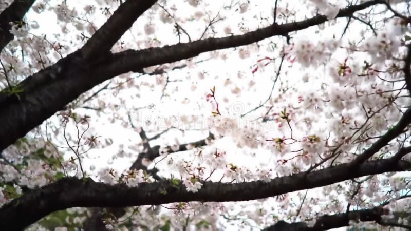 Les fleurs de cerisiers fleurissent en rose vif dans le parc local au printemps illustration de vecteur