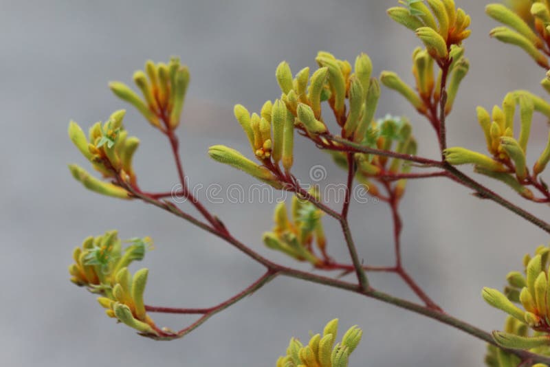 Les fleurs de Kangaroo Paw photo libre de droits Les fleurs de Kangaroo Paw photo libre de droits