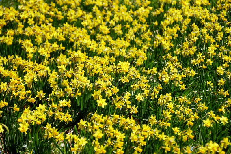 Les Fleurs De La Jonquille Naine Jaune Fleurissent Au Début Du Printemps  Photo stock - Image du écart, fermer: 215536624