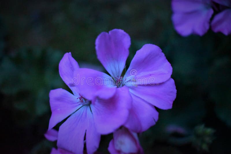 Les Fleurs De Printemps Brillent Dans La Nuit Image stock - Image du fleur,  lumineux: 183346157