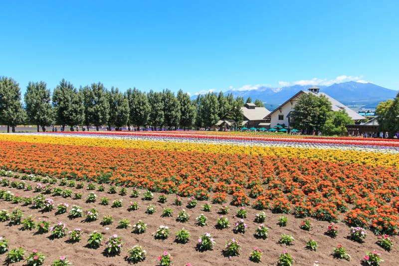 les fleurs du Tomita cultivent au Hokkaido avec quelques touristes sur le fond images stock les fleurs du Tomita cultivent au Hokkaido avec quelques touristes sur le fond images stock