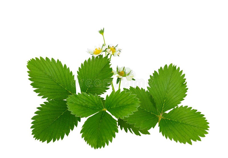 Les fleurs et les feuilles du fraisier commun, d'isolement sans alose photo stock Les fleurs et les feuilles du fraisier commun, d'isolement sans alose photo stock