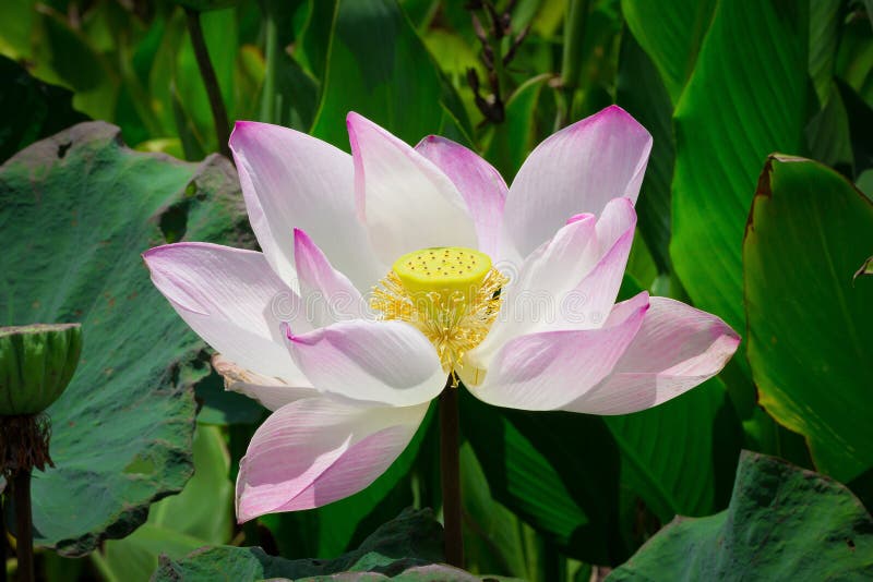 Les fleurs ou le nénuphar roses de lotus fleurit la floraison sur l'étang photo stock Les fleurs ou le nénuphar roses de lotus fleurit la floraison sur l'étang photo stock