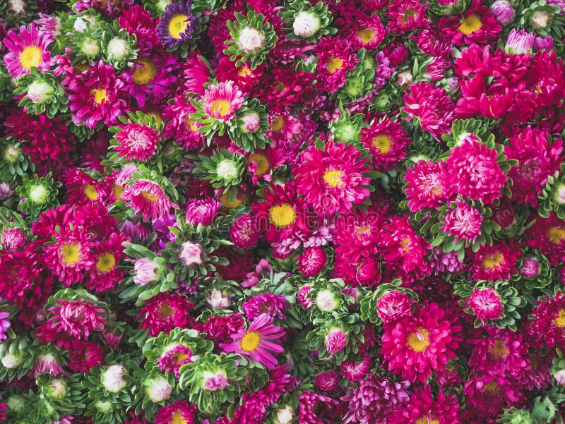 Les fleurs roses fleurissent fond floral de nature image libre de droits Les fleurs roses fleurissent fond floral de nature image libre de droits