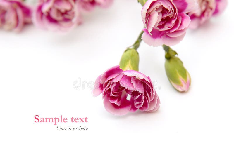 Les fleurs roses sur le fond blanc avec l'échantillon textotent (le style minimal) photo libre de droits Les fleurs roses sur le fond blanc avec l'échantillon textotent (le style minimal) photo libre de droits