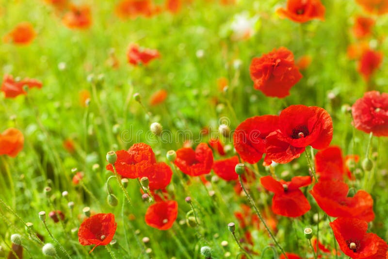 Les fleurs rouges de pavot en fleur, lumière du soleil jaune sur le plan rapproché brouillé de fond d'herbe verte, de beaux pavot photos libres de droits Les fleurs rouges de pavot en fleur, lumière du soleil jaune sur le plan rapproché brouillé de fond d'herbe verte, de beaux pavot photos libres de droits
