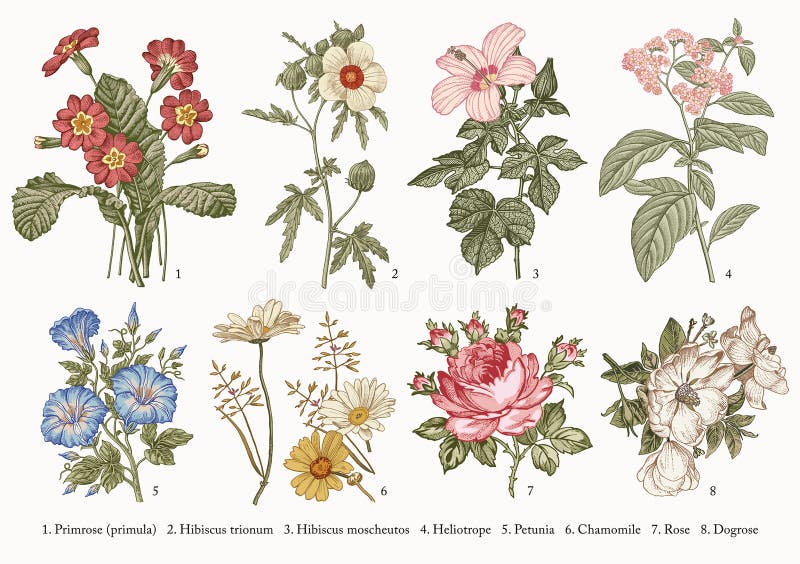 Les fleurs réglées de botanique dessinant la gravure dirigent la camomille pourpre Rose, Dogrose de pétunia de ketmie de primevèr