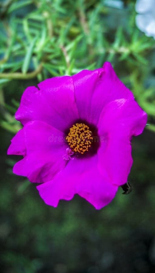 Les Fleurs Violettes Ont Un Point Jaune Au Centre Image stock - Image du  jardin, fleurs: 215998217
